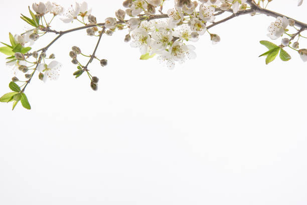 An almond blossom branch on top over white background with space for text