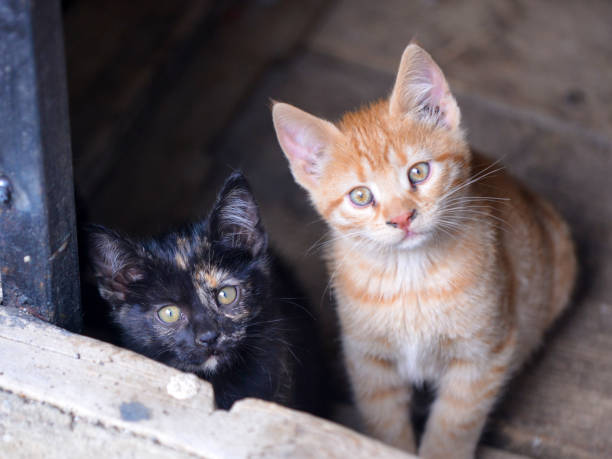 istock Little kitten in a basement . Tabby cat baby,mixed breed pet 1313305748