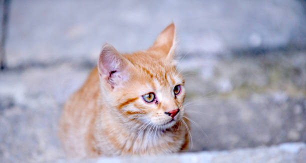 istock Little kitten in a basement . Tabby cat baby,mixed breed pet 1313305764