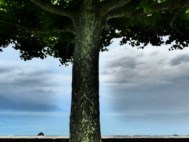 Tree in front of Lake Geneva, Switzerland