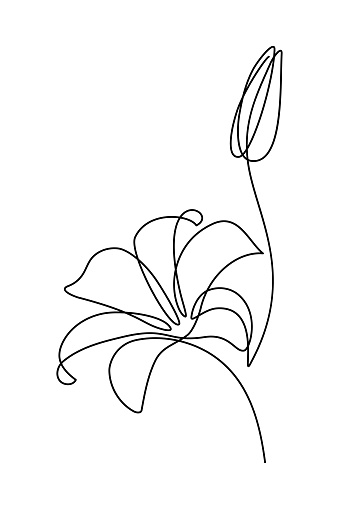 Lily flower in continuous line art drawing style. Lilium flower and a bud black linear design isolated on white background. Vector illustration