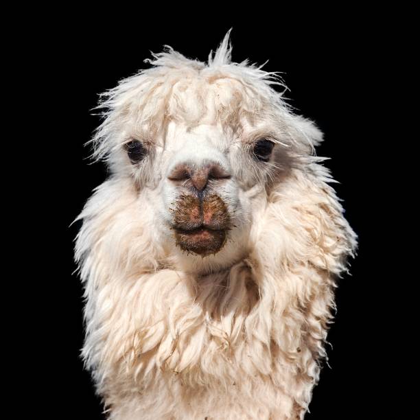 istock llama or lama on snowy mountain 1313306848