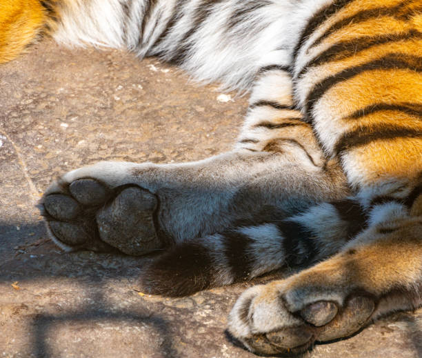 istock Bengal tiger paws close-up while resting in sunny weather 1313306961