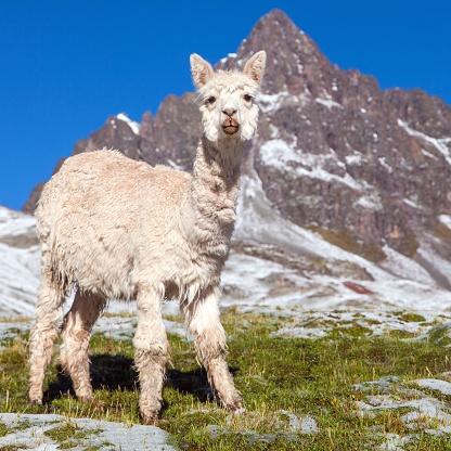 llama or lama on snowy mountain, beautiful animal mammal from south America