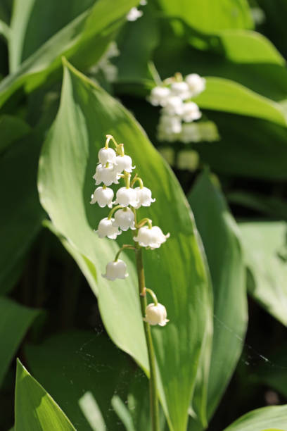 istock Lily of the valley white flowers 1313307668