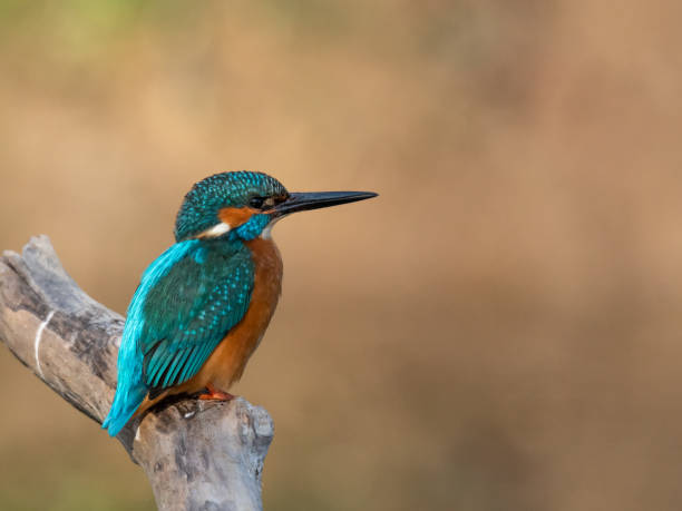istock Beautiful nature scene with Common kingfisher (Alcedo atthis) 1313309510