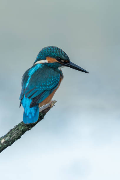 istock Beautiful nature scene with Common kingfisher (Alcedo atthis) 1313309618
