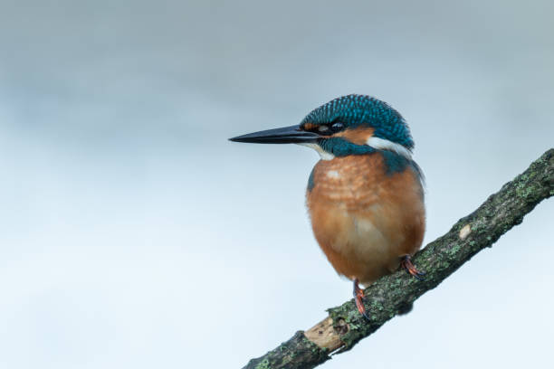 istock Beautiful nature scene with Common kingfisher (Alcedo atthis) 1313309660