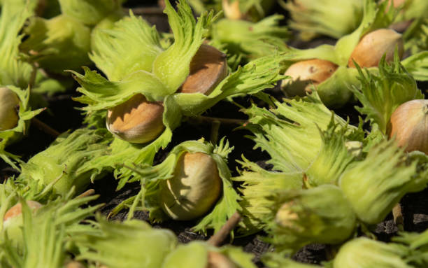 istock hazel nuts in green peel with leaves on a dark background 1313310692