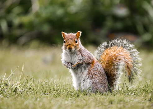 Small red and grey English wild squirrel sat isolated in nature countryside looking at camera. Furry bushy tail cute funny little mammal and vibrant colours outdoor small animal.