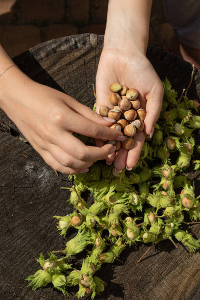 istock hazelnut in women's palms. Food background 1313310769