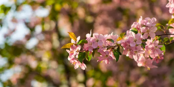 spring blooming apple tree branch over blurred green background