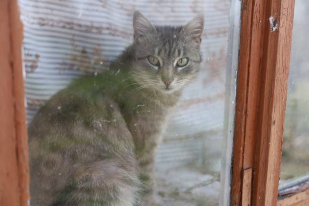 istock Beautiful gray cat pet sitting on the windowsill 1313312408