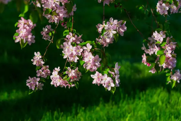 spring blooming apple tree branch over blurred green background