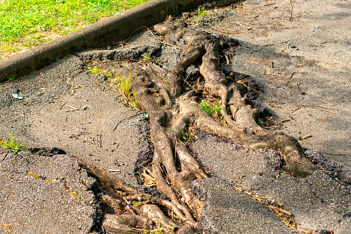 Roots of the tree broke the asphalt pavement of the road close up