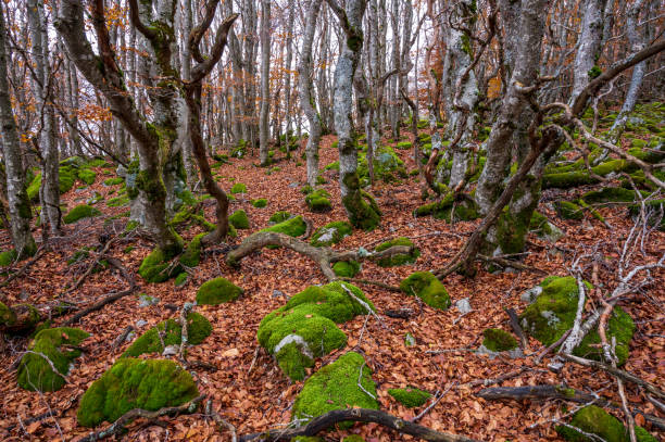 330+ Lenga Fotos Fotografías de stock, fotos e imágenes libres de