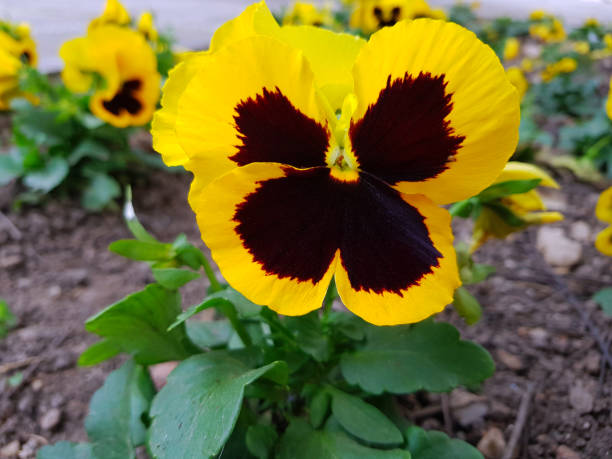 istock Pansy gold in bloom at its best 1313313341