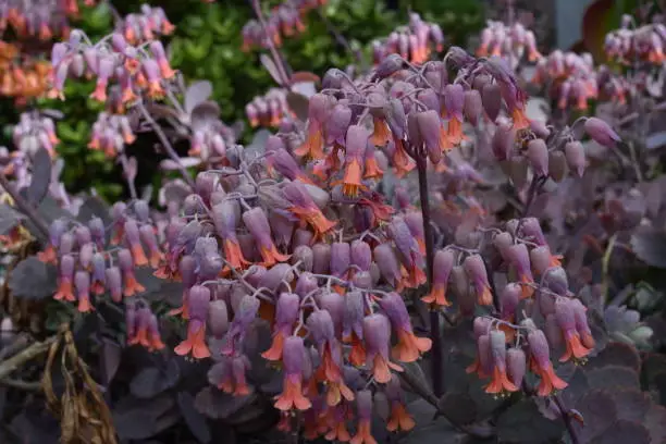 Kalanchoe marnieriana in full bloom in the meadow