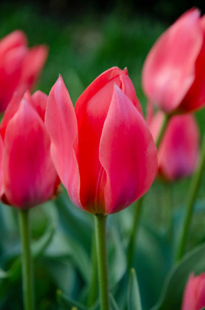 foto ravvicinata del bocciolo di tulipano rosa brillante - bud flower tulip flowers foto e immagini stock