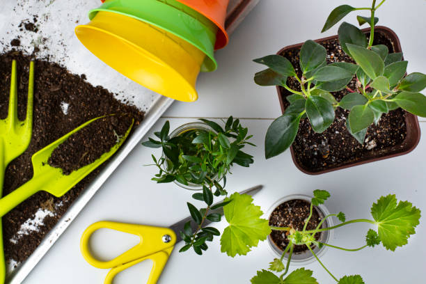 istock Home floriculture supplies, seedlings and tools, top view 1313315164
