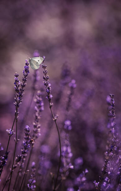 istock cabbage butterfly feeding in a lavender field 1313315854