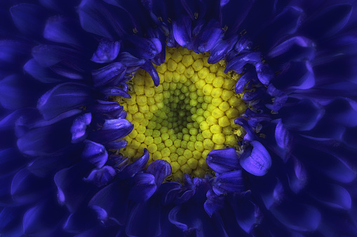 extreme close up of a blue aster, just the center in focus