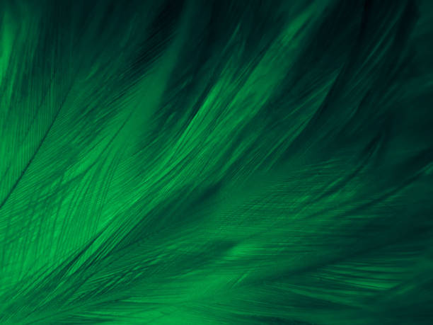 istock Beautiful abstract green feathers on white background, yellow feather texture on dark pattern,  green background, feather wallpaper, love theme, valentines day, green gradient texture 1313315943