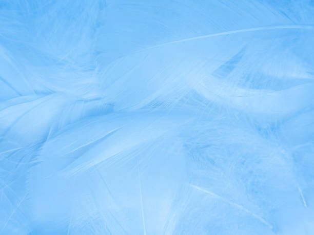 istock Beautiful abstract blue feathers on white background, white feather texture and blue background, feather wallpaper, blue texture banners, love theme, valentines day, light blue texture, white gradient 1313315968