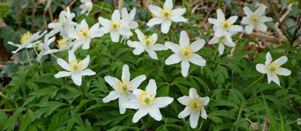 la foresta si risveglia! i primi segni sono anemoni in legno in fiore - anemone flower wood anemone windflower flower foto e immagini stock