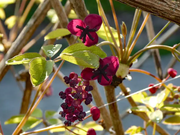 The lovely dark red flowers of the akebia quinata have opened. It's April.