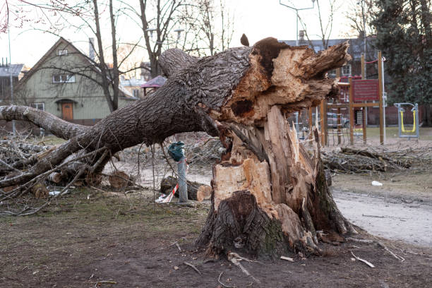 istock Large fallen tree in public park in Tallinn Estonia. 1313317029
