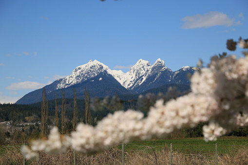 Golden Ears Mountain, British Columbia, with snow, blue sky, and cherry blossoms in Spring.