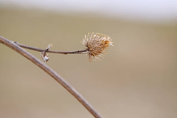 Dry flower of a thistle close up. Macro photo of nature in brown and yellow colors.