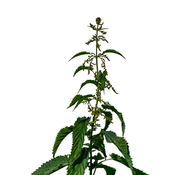 White Nettle in Eynsford, England, with a Seven-Spot Ladybird. White Nettle in Eynsford, England. Lamium album is a flowering plant in the family Lamiaceae and comes from Europe and Asia