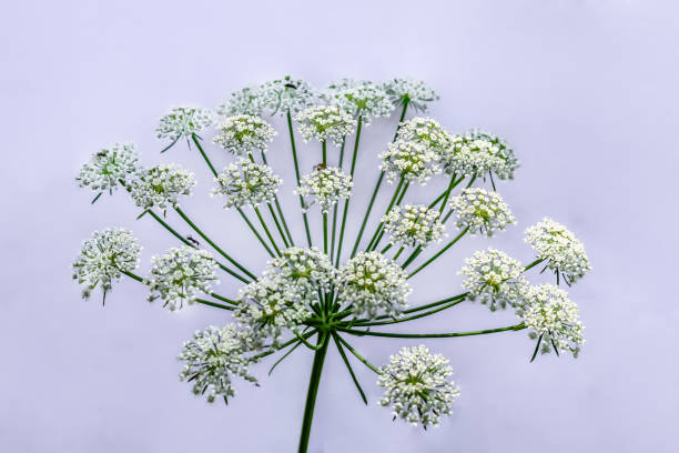 Insects crawling on the umbellate inflorescence of the hemlock, isolated on a light background Insects crawling on the umbellate inflorescence of the hemlock, isolated on a light background. White flowers of a growing toxic plant close-up water hemlock stock pictures, royalty-free photos & images