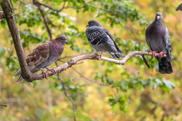 istock Three pigeons sitting on a tree branch on green background. 1313322155