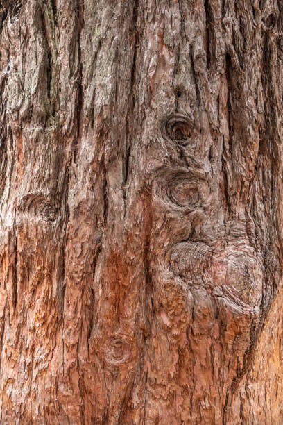 texture de l’écorce de l’arbre géant de séquoiadendron - lumber industry timber tree redwood photos et images de collection