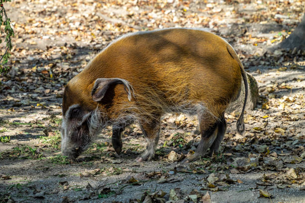 istock Red river hog, Potamochoerus porcus, also known as the bush pig. 1313322270