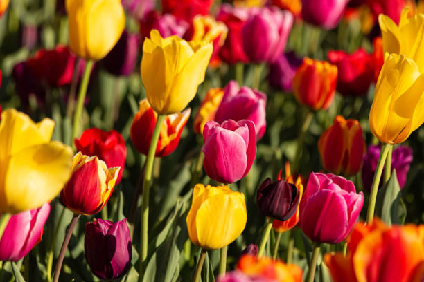 istock Tulips. Colored bright background with multi-colored tulips on a sunny day. Shallow depth of field 1313322328