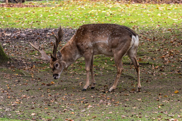 istock The fallow deer, Dama mesopotamica is a ruminant mammal 1313322488
