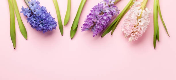 istock Hyacinth flowers bouquet 1313322533
