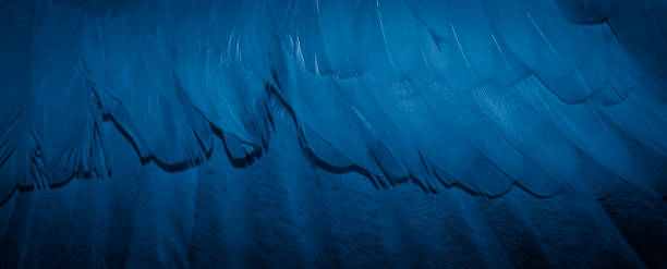 istock blue feather pigeon macro photo. texture or background 1313322675
