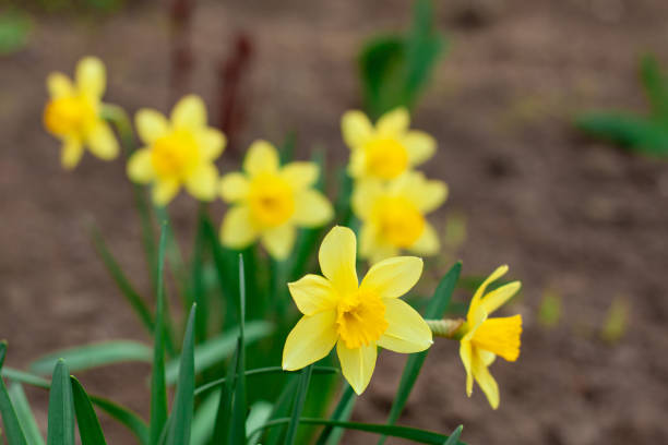 istock Yellow daffodil flower growing outdoors in the ground 1313322891