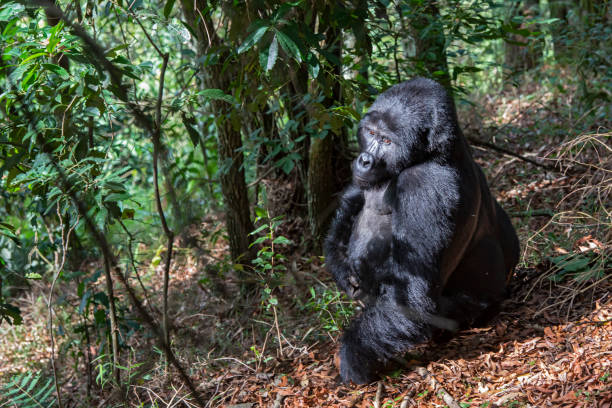 istock Blackback mountain gorilla is feeding, wildlife shot 1313323542