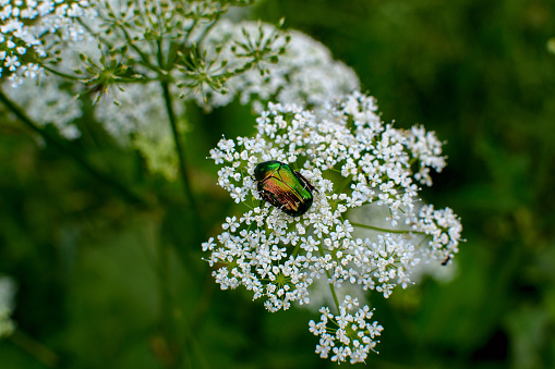 Beetle golden bronzovka on a flowering plant runny.