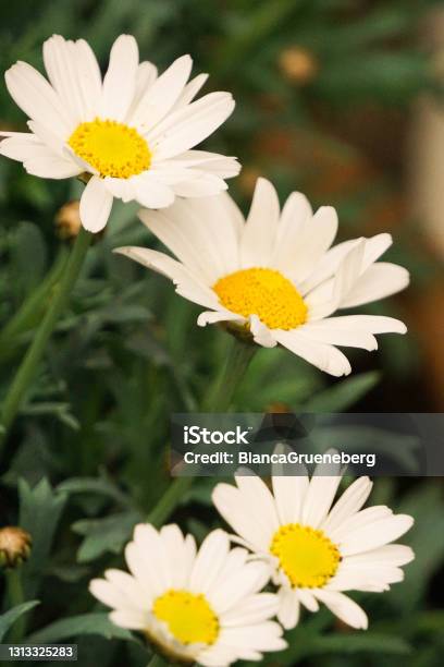 Close Up Of Wild Marguerite Flowerd In The Garden Stock Photo - Download Image Now - Agricultural Field, Backgrounds, Beauty