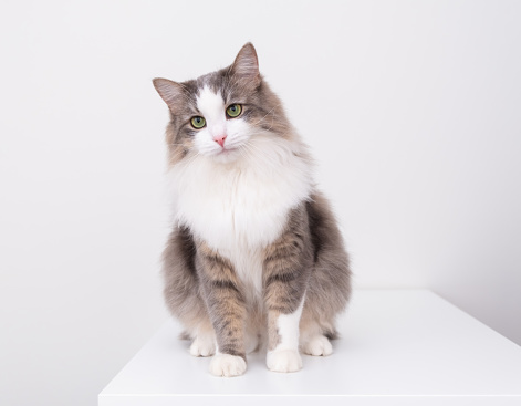 A beautiful gray and white cat sits on a white background with a place for text and looks into the camera. Pets in a stylish interior.