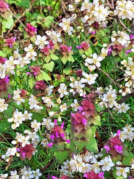 istock Deaf nettle and white flowers , bumblebee 1313326645