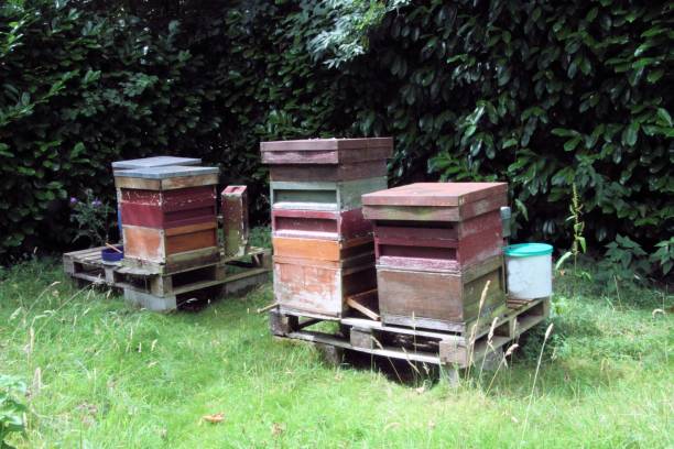 istock A view of some Bee Hives 1313326919