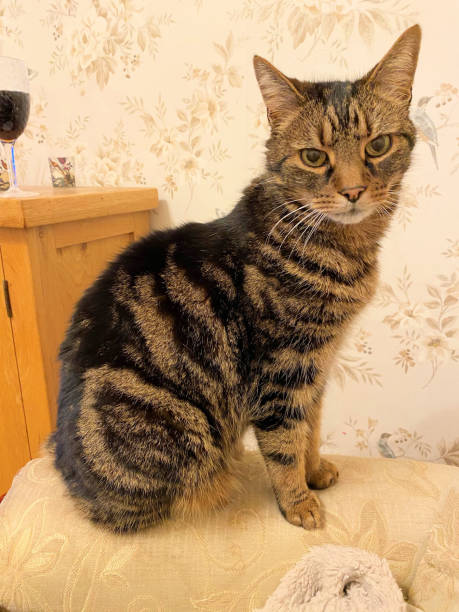 istock A view of a Tabby Cat 1313326942